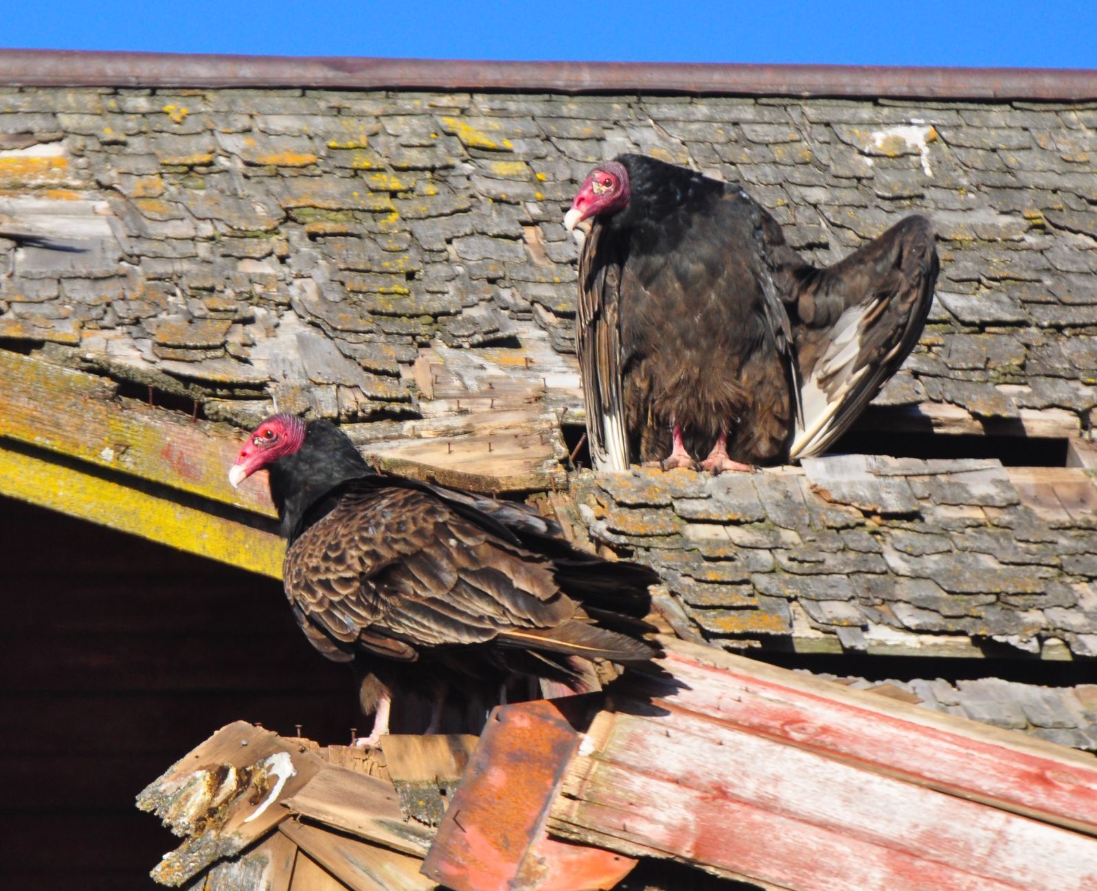 Turkey vultures at Clausen's Cove
